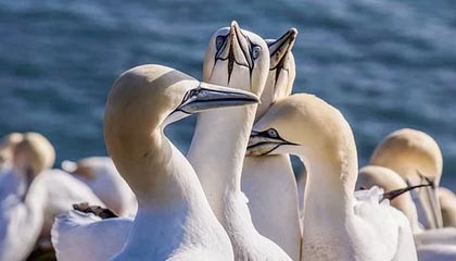 开云·Kaiyun网页版-意大利女子排球队在小组赛中表现出色，意大利排球女神