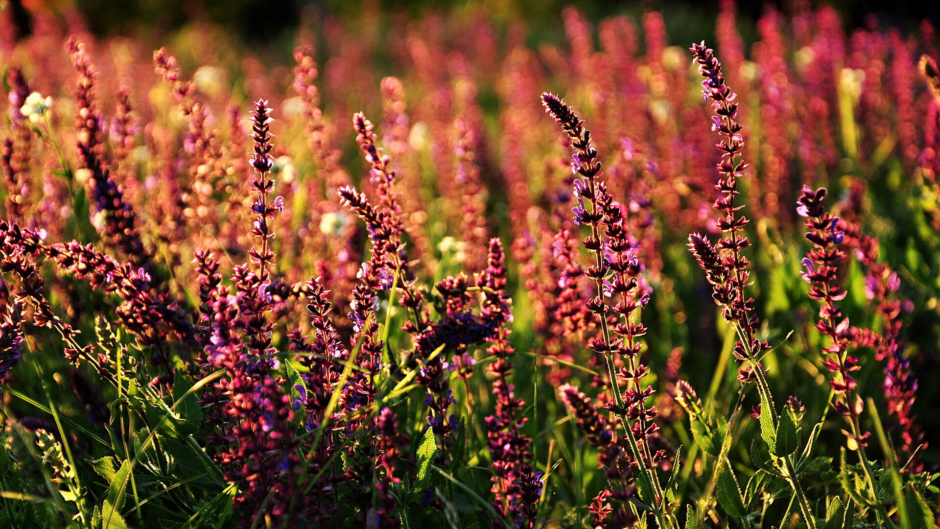 kaiyun网站-NBA未来：引入虚拟助手，把战术优化到极致，nba 未来人