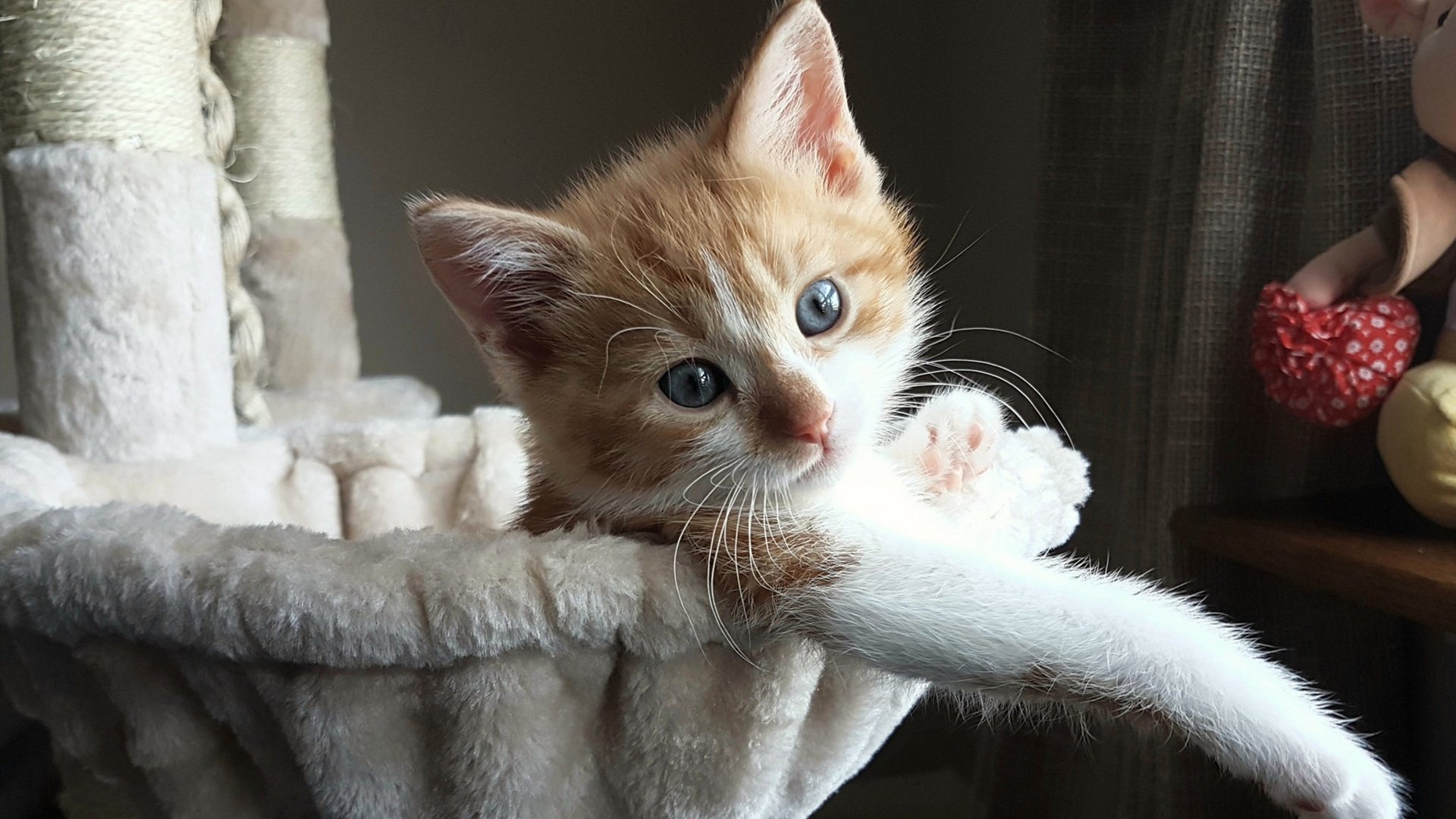 VALORANT 青年联赛备受期待,valorant esport