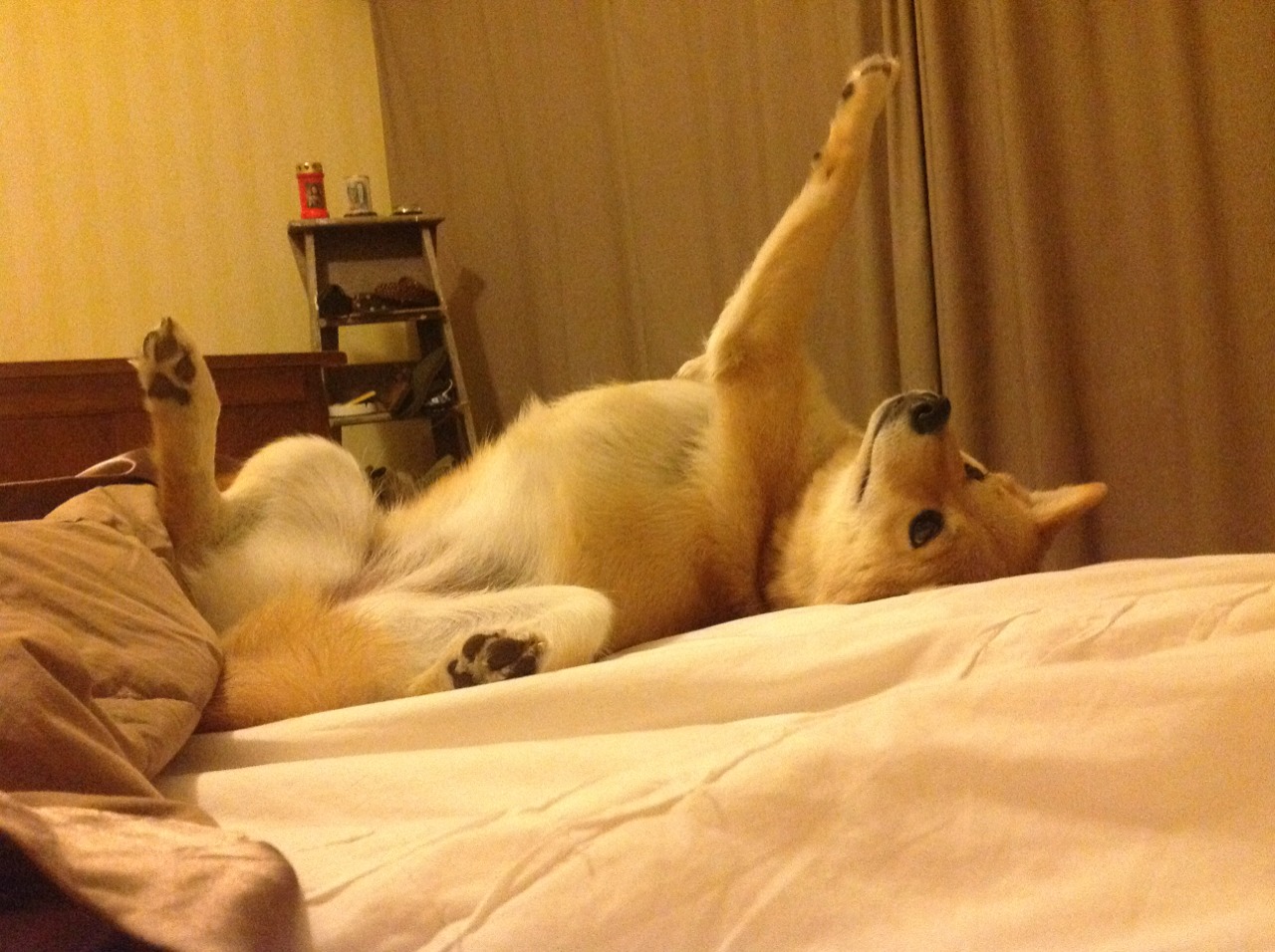 _精准射箭比赛:挥弓之间的专注力量_,射箭很准