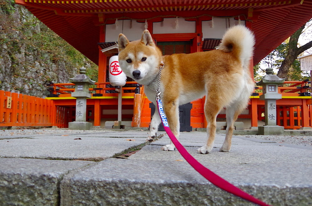 kaiyun官方入口登录-【赛场魅力】棒球场上的战术和技巧揭秘，棒球场视频