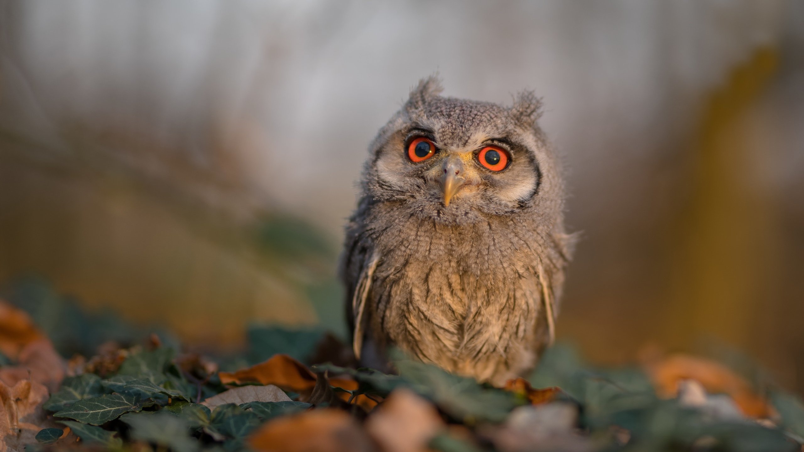 kaiyun官方入口登录-大型篮球赛事背后，体育产业链的全产业升级，篮球在体育产业市场中的价值