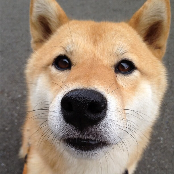 日本球员赛场拼搏,收获赞誉,日本队球员