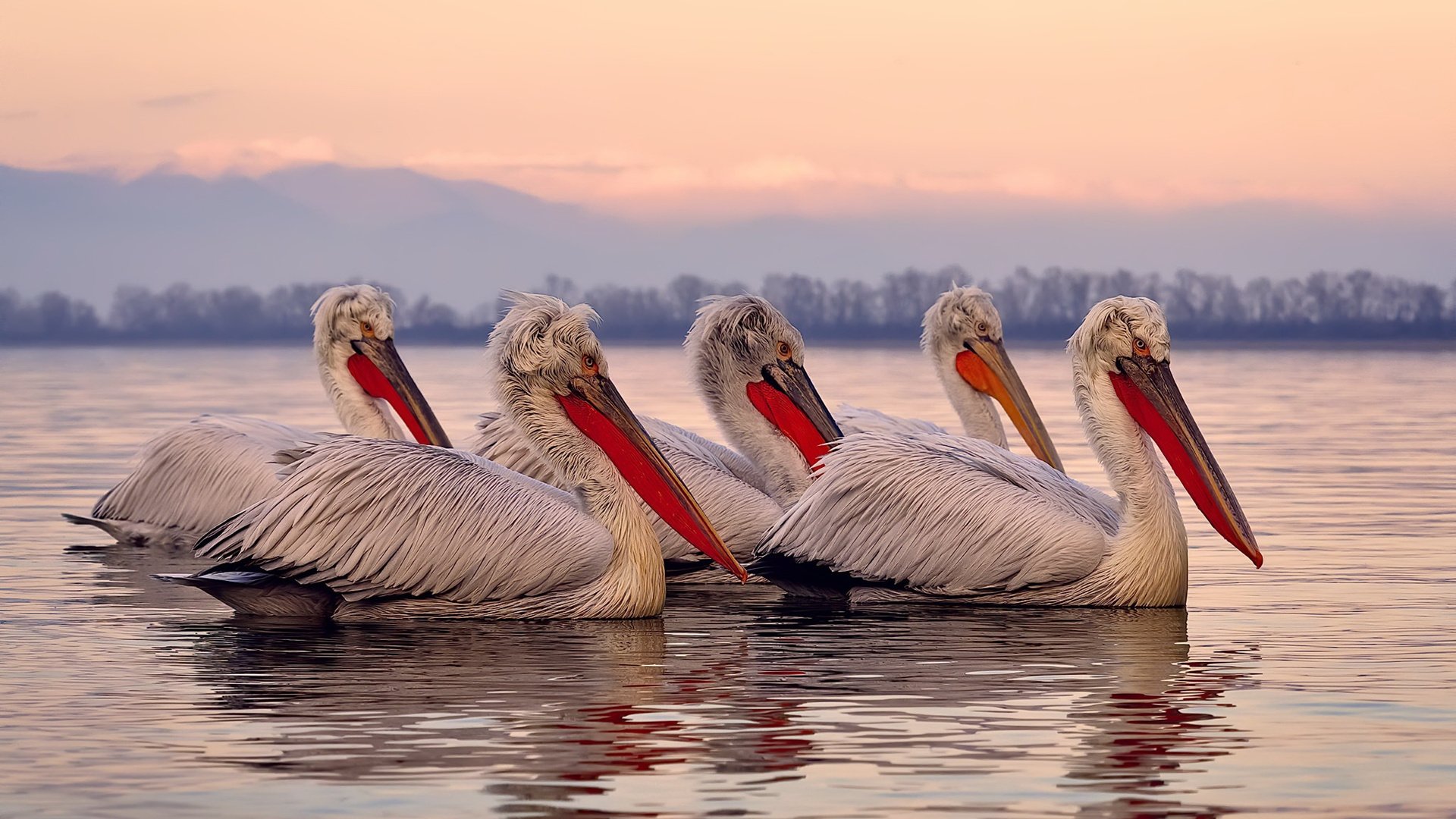 民族传统舞狮比赛,文化运动的欢乐盛典