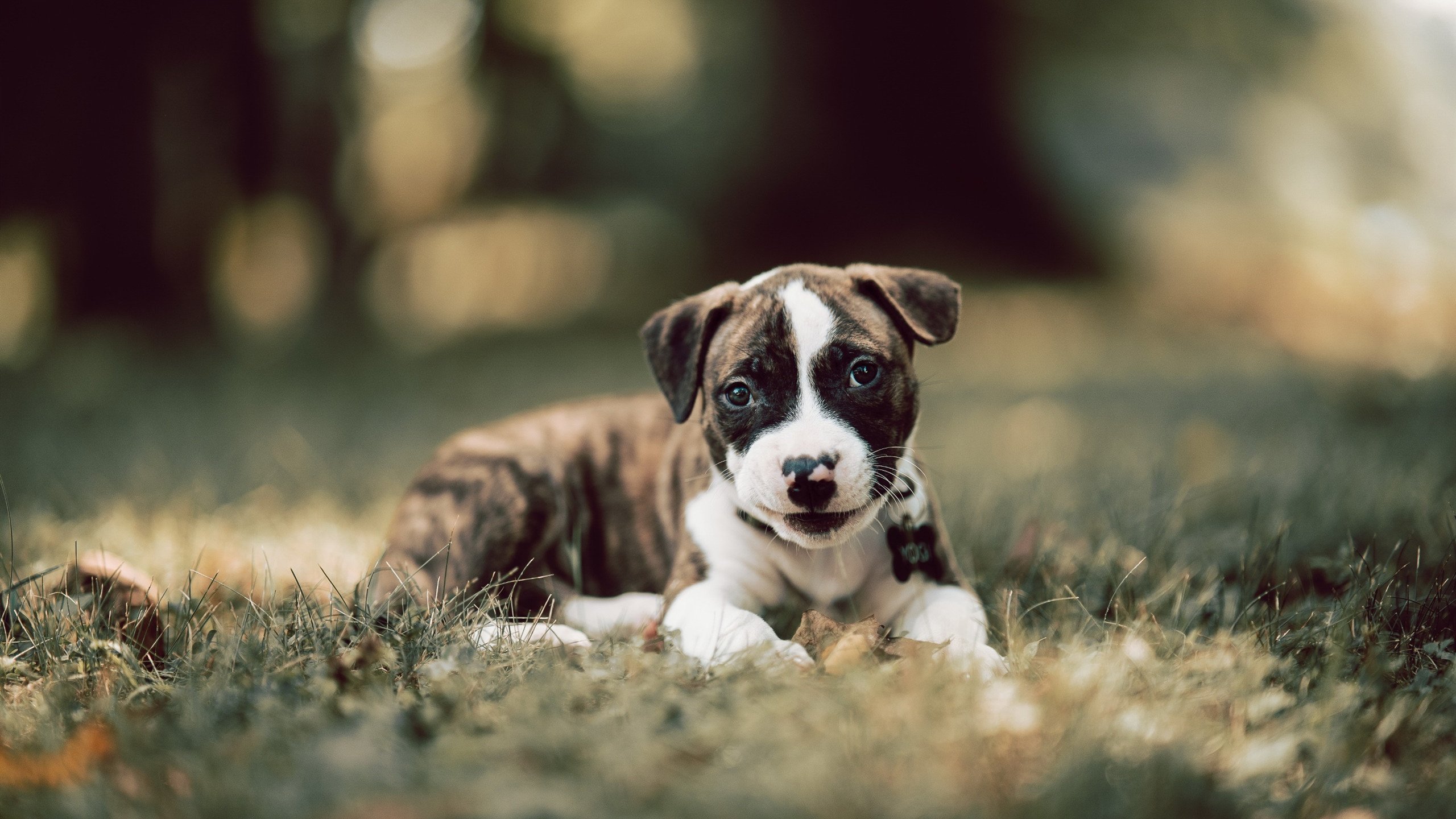 Kaiyun APP-特色足球文化旅游融合项目在多地实现产业链深度延伸，足球特色学校文化