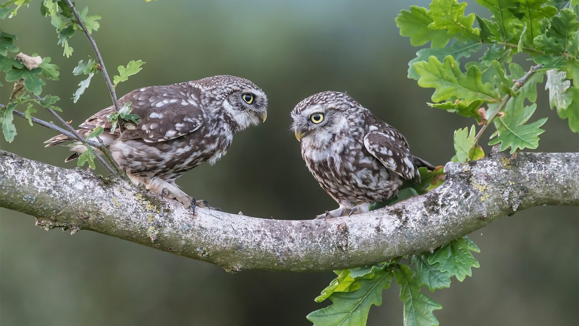 西甲范佩西退役告别赛：馨香一世，足球范佩西