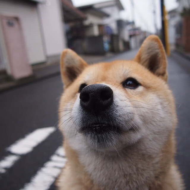 俄罗斯小胜克塞，逆风翻盘的可能性难以预料