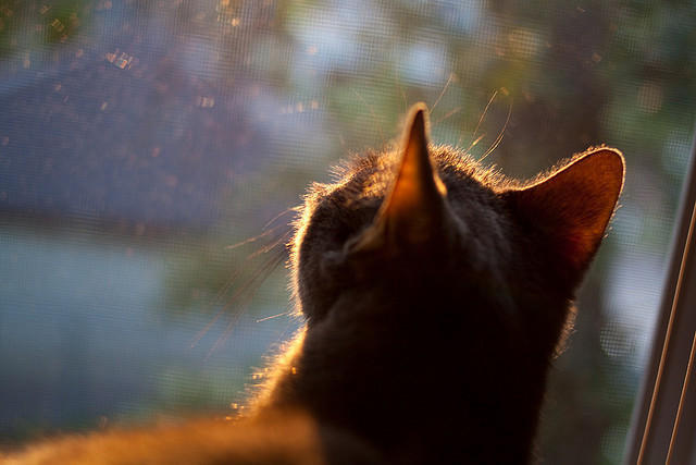 开云中国大陆-伯恩利客场不敌桑德兰，遭遇反弹迎头痛击，伯恩利主帅