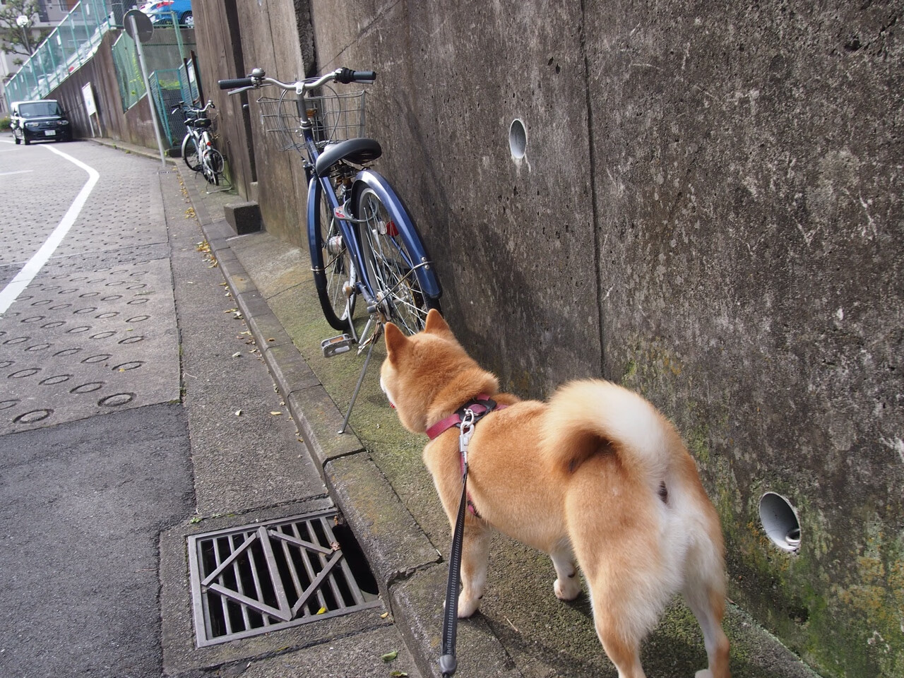 国米取胜卫冕冠军,吹响冲冠号角,国米夺冠之路