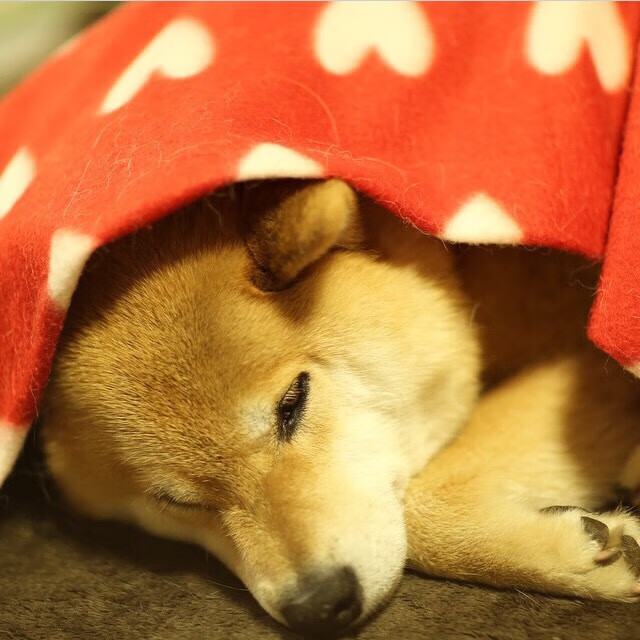 国民队队员战术执行力强,国民队队员战术执行力强吗