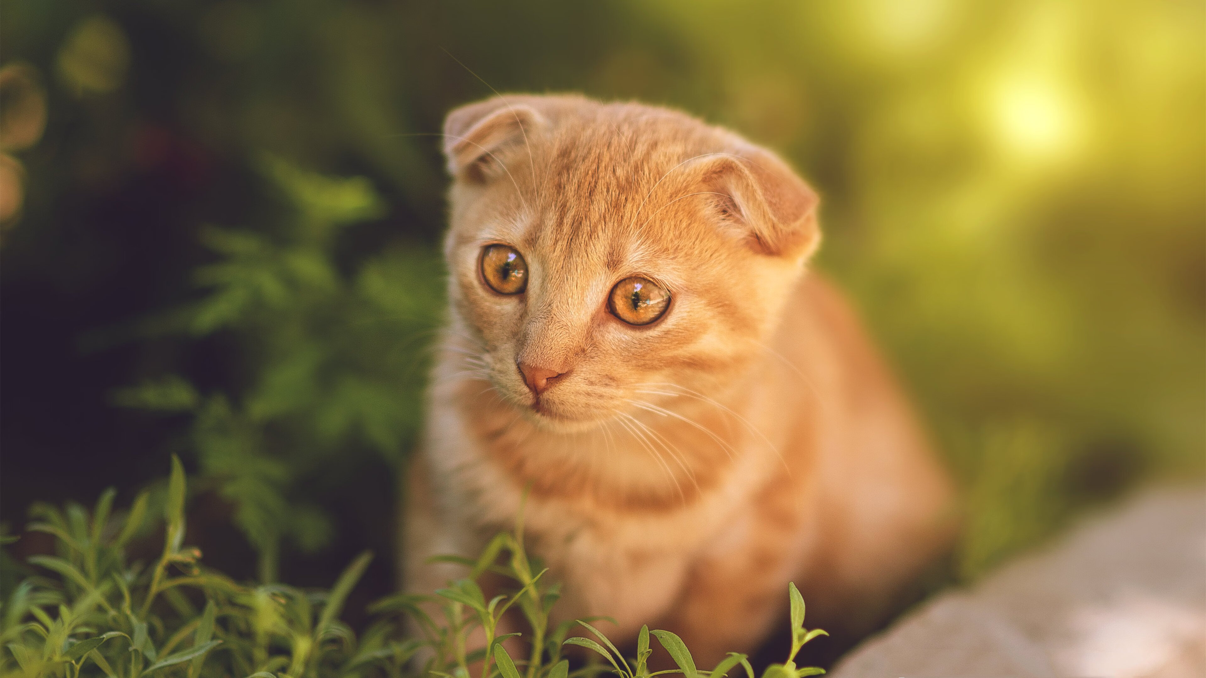 新疆男篮士气高涨，目标前进一步，新疆男篮简介