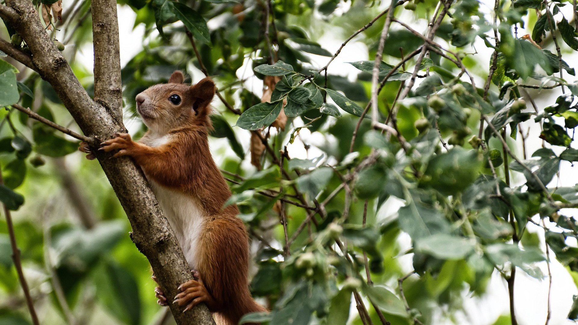 开云中国大陆-波尔多多名球员受伤，主力轮换成挑战，波尔多队名单