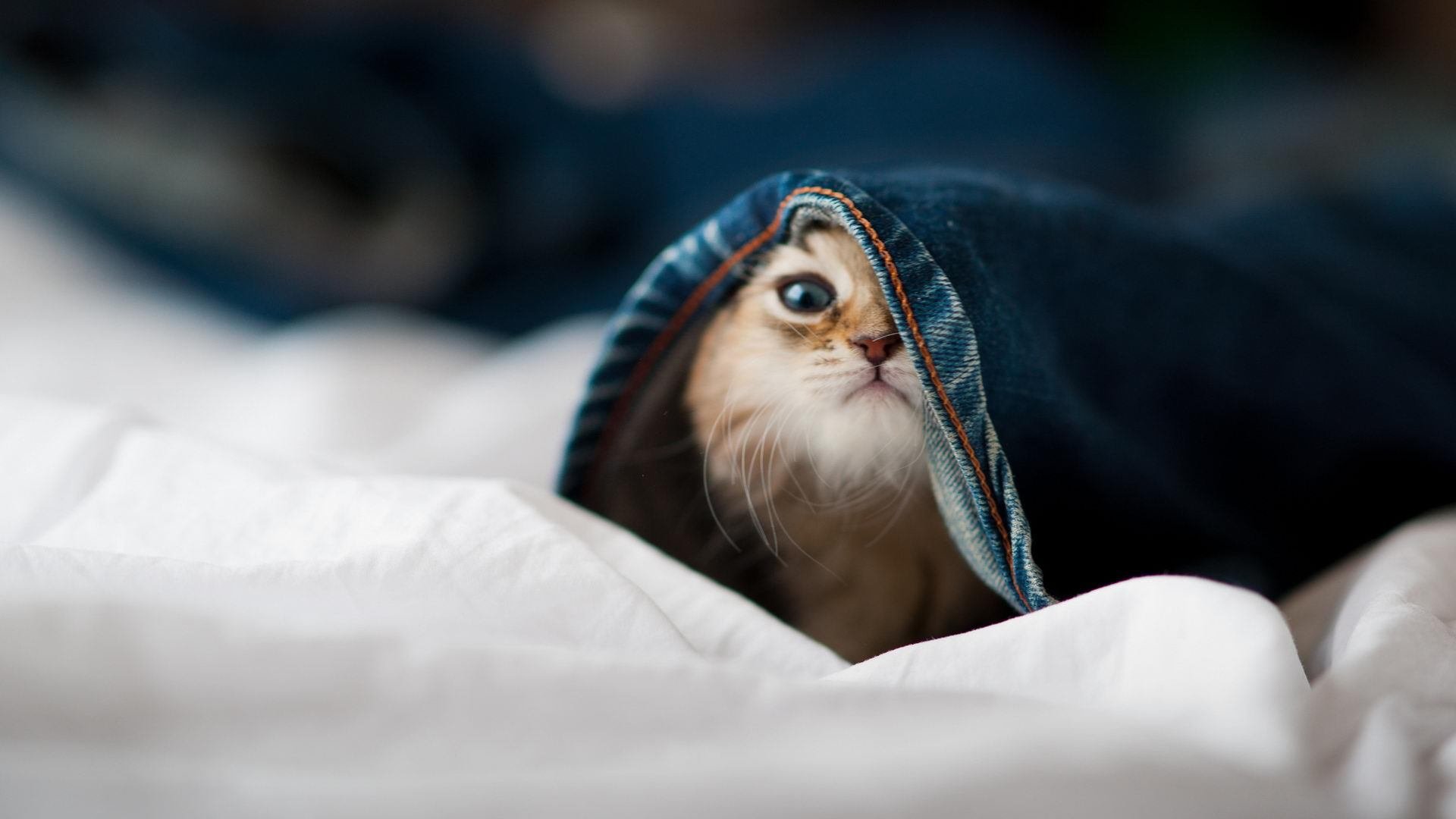 开云网页版-罗马尼亚与瑞典上演生死战，梦想欧洲杯正捉襟见肘，罗马尼亚对战挪威