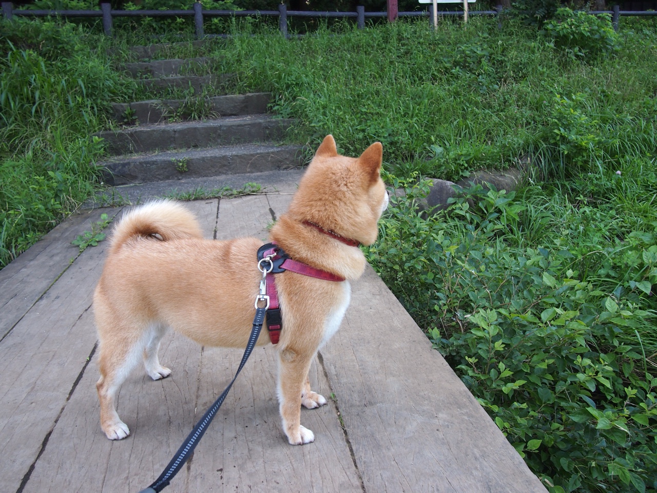 首尔SK骑士关键时刻表现冷静,首尔sk骑士赛程