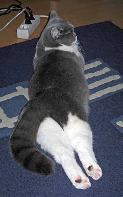 德甲球队采用脑电波监测训练增强决策反应速度,脑电波对抗