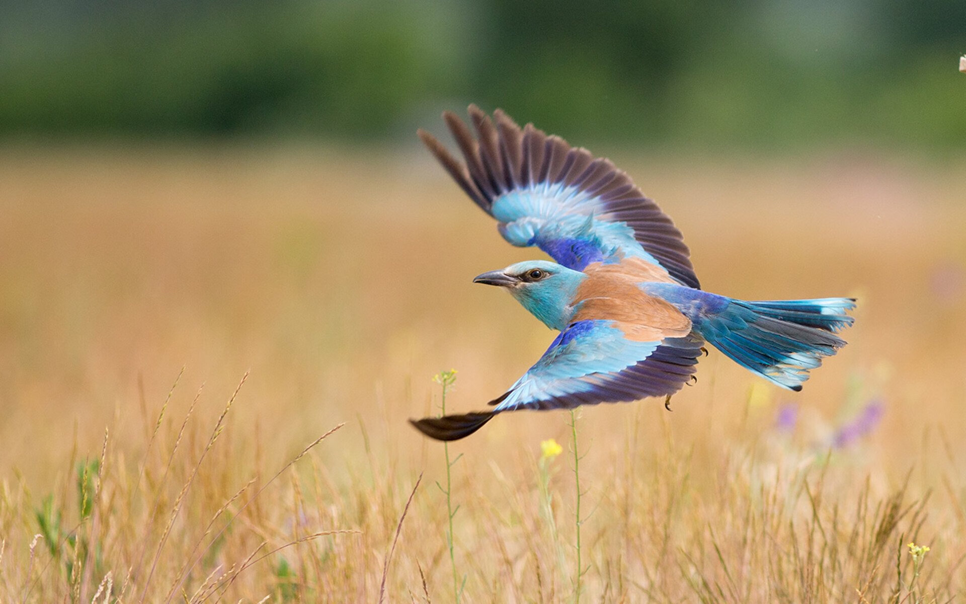 篮球运动损伤的预防与康复技术,篮球常见损伤和预防治疗方法