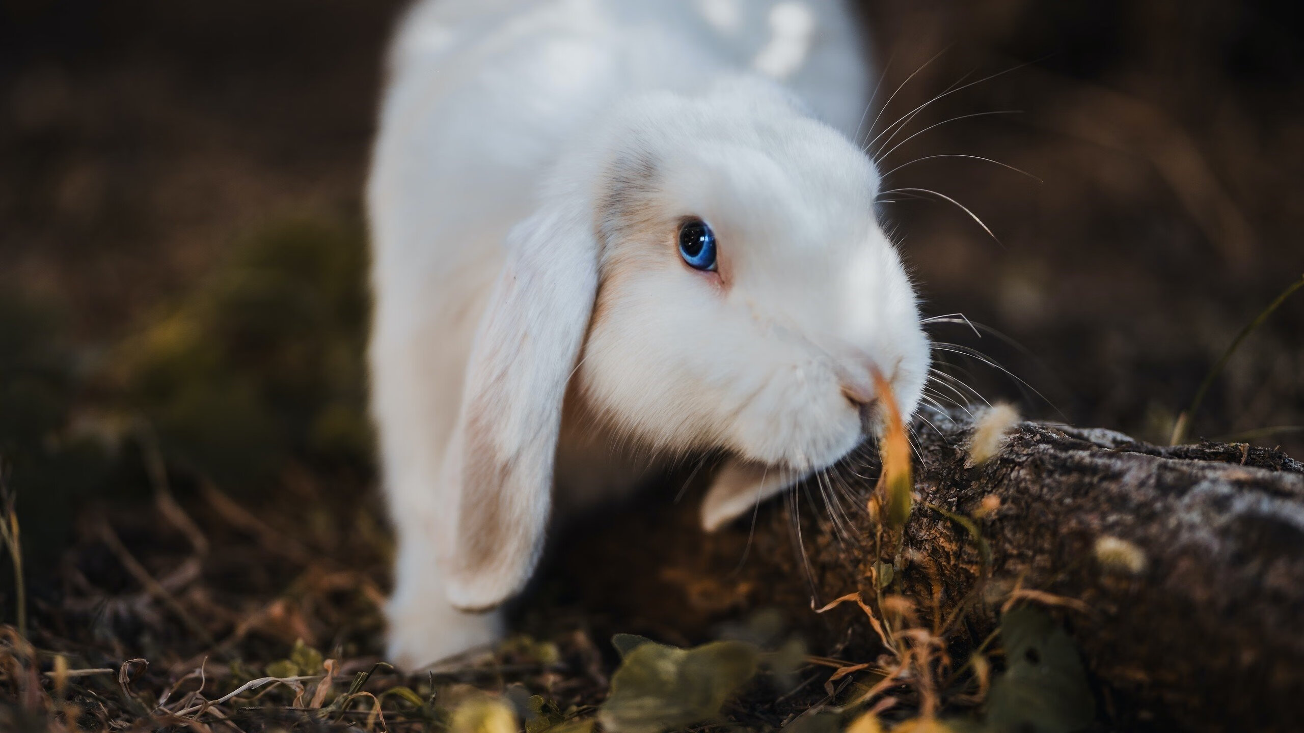 训练负荷科学监测，训练负荷诊断