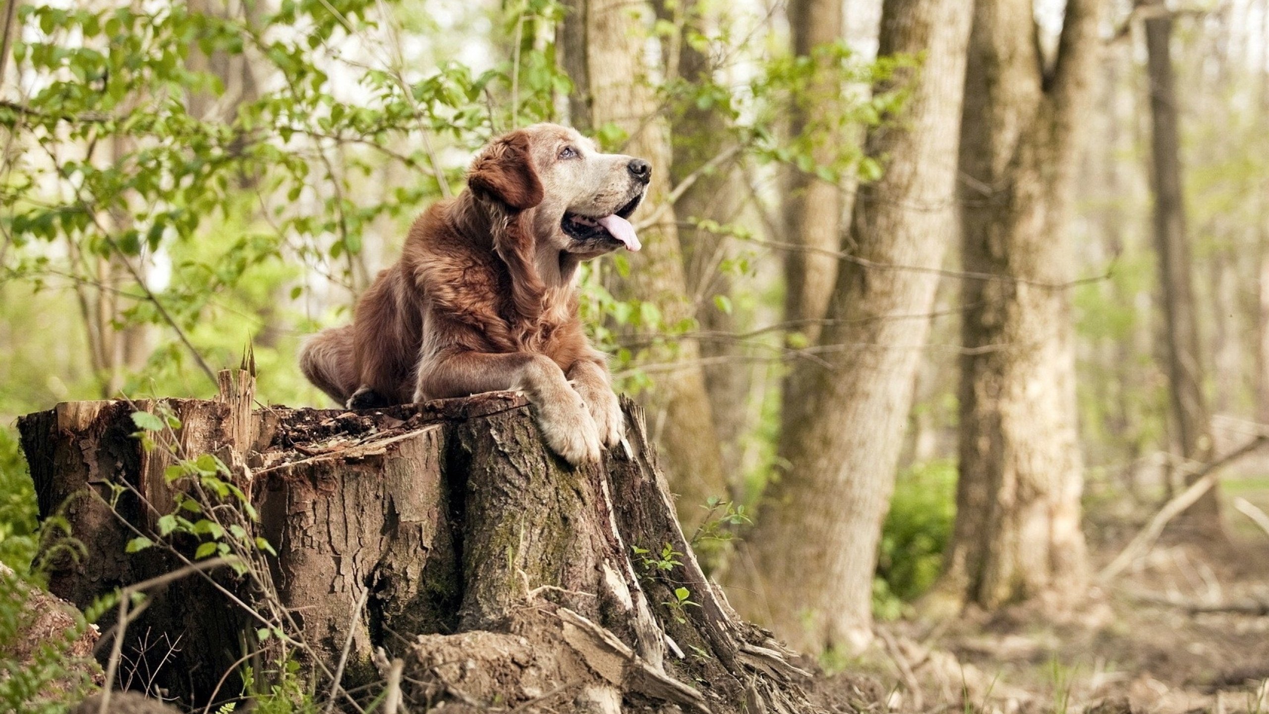 中国三人篮球男队完善攻防切换节奏,三人篮球 中国男篮