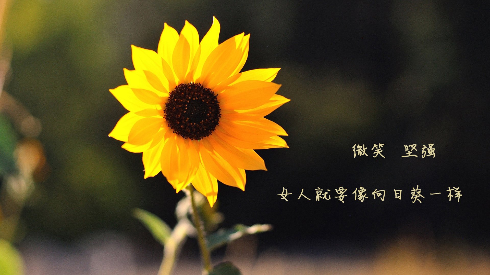 五大联赛是否更依赖快速推进转移破解紧凑阵型,五大联赛转会窗口什么时候关闭