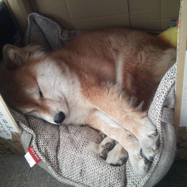 快攻节奏下的回传选择是否更具迷惑性，快攻形式