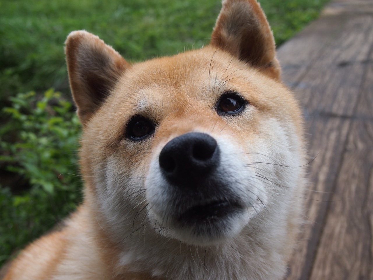 新加坡队未来发展:提升球员心理素质与竞技韧性,新加坡足球队实力