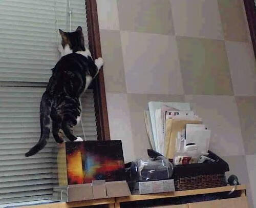 深圳领航队通过精准引援提升竞争实力，深圳领航者青年队领队