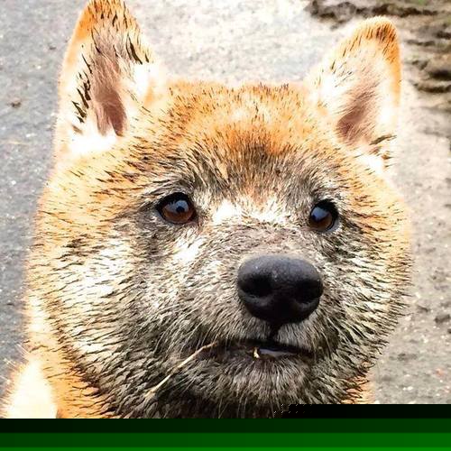 马术运动进校园课程体系初步建立,马术走进校园合作方案