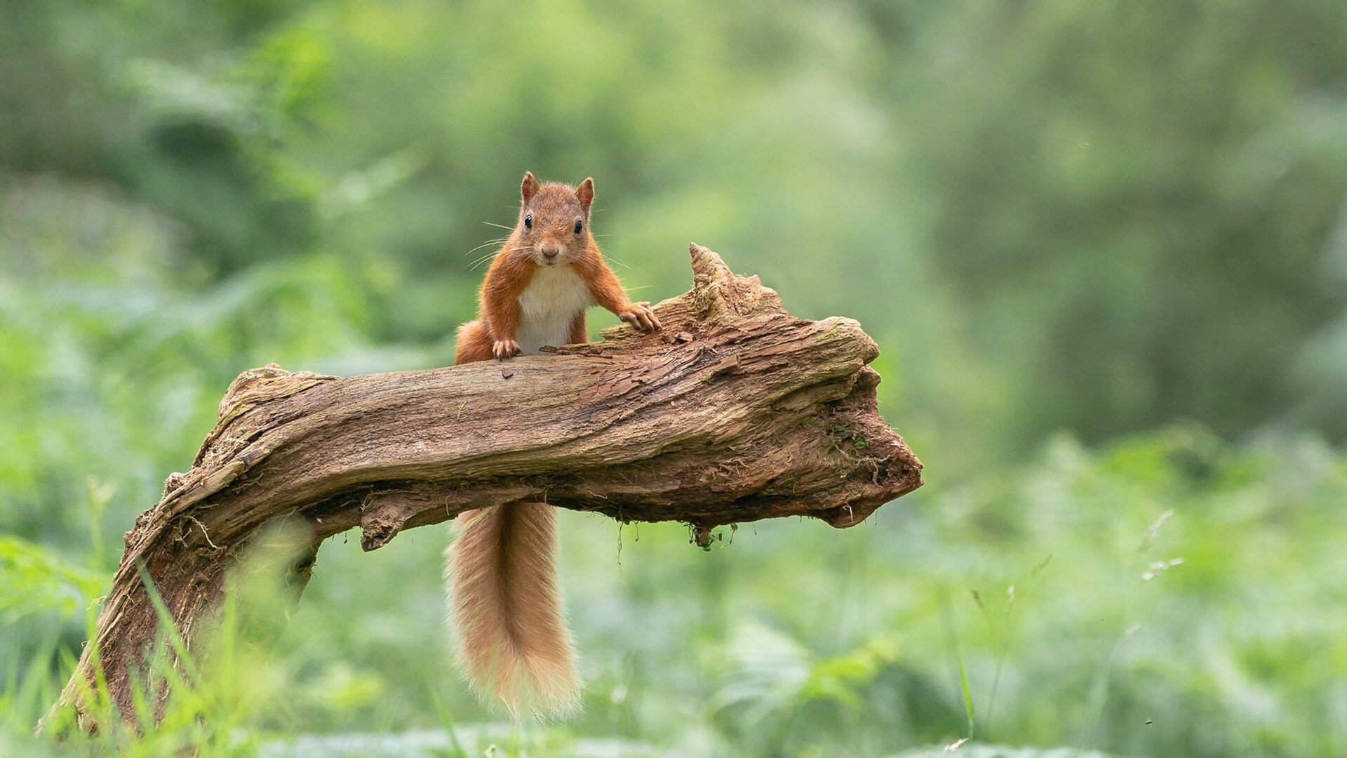 国际青少年邀请赛引来多国球探,潜力股受关注,青少年国际竞赛与交流中心