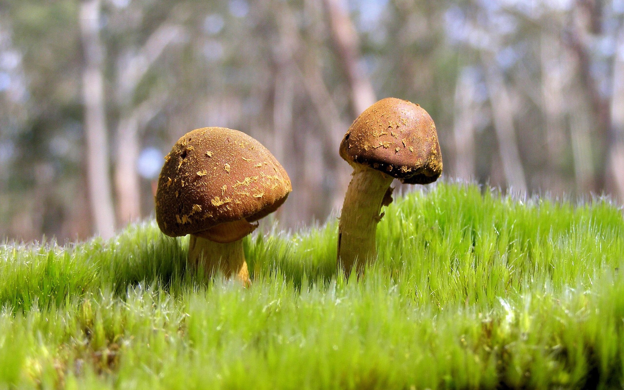 美洲杯比赛的场馆环境保护，美洲杯比赛场地在哪里